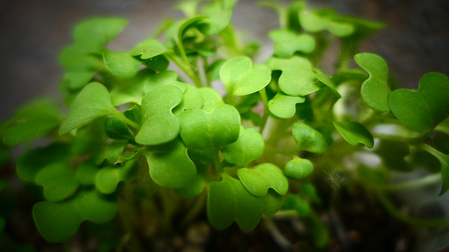基于光譜分析的冬油菜苗期田間雜草識(shí)別研