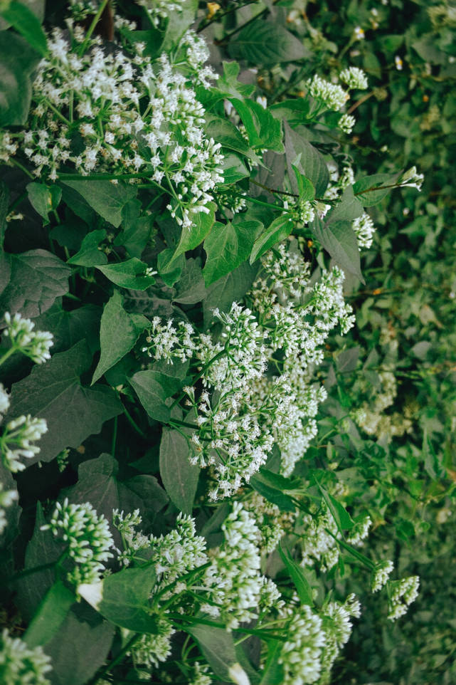 基于高光譜成像的不同花期薇甘菊特征分析及監(jiān)測模型研究