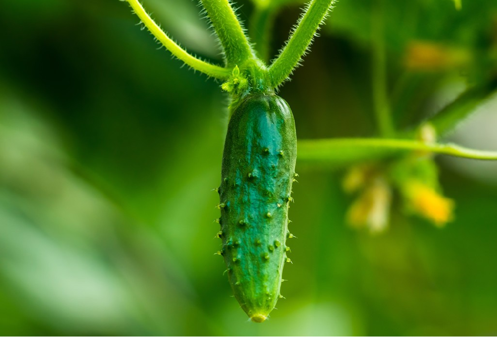 基于高光譜成像技術(shù)的小黃瓜水分無損檢測