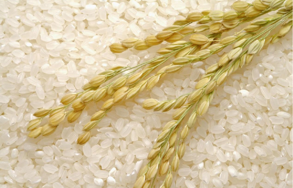 基于高光譜成像的大米中蛋白質含量的可視化研究