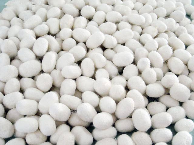 基于可見 ／近紅外光譜技術的毛腳繭的光譜快速鑒別方法研究