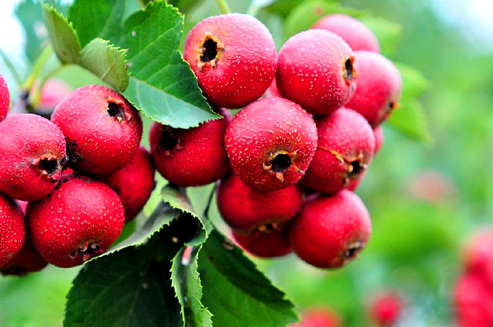 基于高光譜成像技術(shù)的山楂損傷和蟲害缺陷識別研究