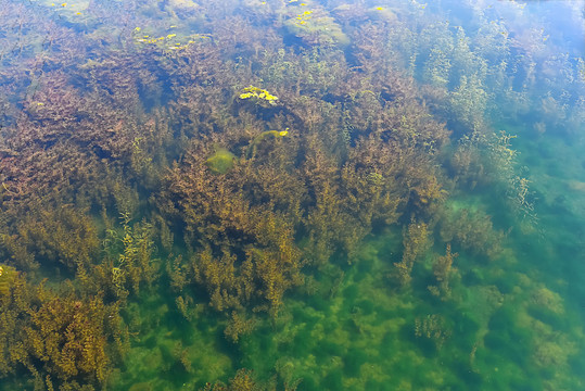 高光譜相機——探索金屬元素對藻類生物的影響