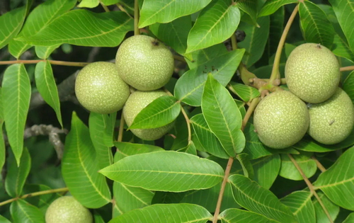 無人機高光譜相機對核桃冠層氮素含量的估算應用