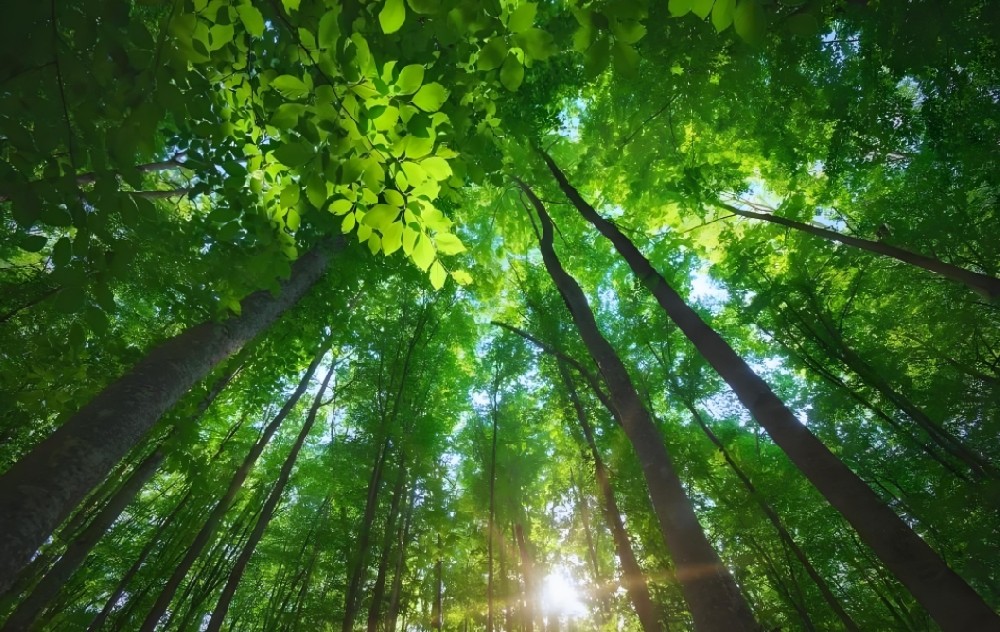 森林健康評估高光譜相機哪家好？